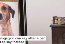 Loss of a pet falls into what researchers call disenfranchised grief in which the pain is often minimized or discounted. Claudia Luna/iStock via Getty Images Plus